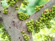 Livestream không có mắt xem? Có làm thì mới có views!