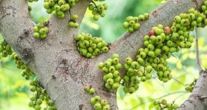 Livestream không có mắt xem? Có làm thì mới có views!